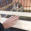 Dřevěná králíkárna PALLMA INDOOR, 1150x600x1180 mm