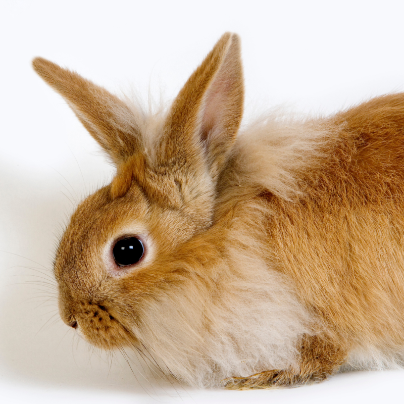 Jak dlouho žije zakrslý králík? 