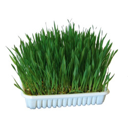 Kočičí tráva v misce 100 g