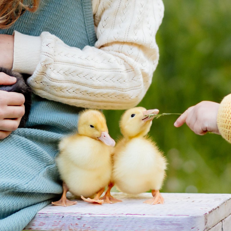 Jak posílit imunitu zvířat po zimě