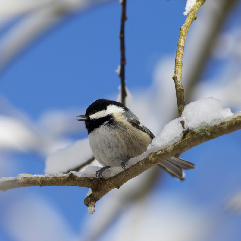 Jak ptáci přežívají zimu: tajemství jejich přežití