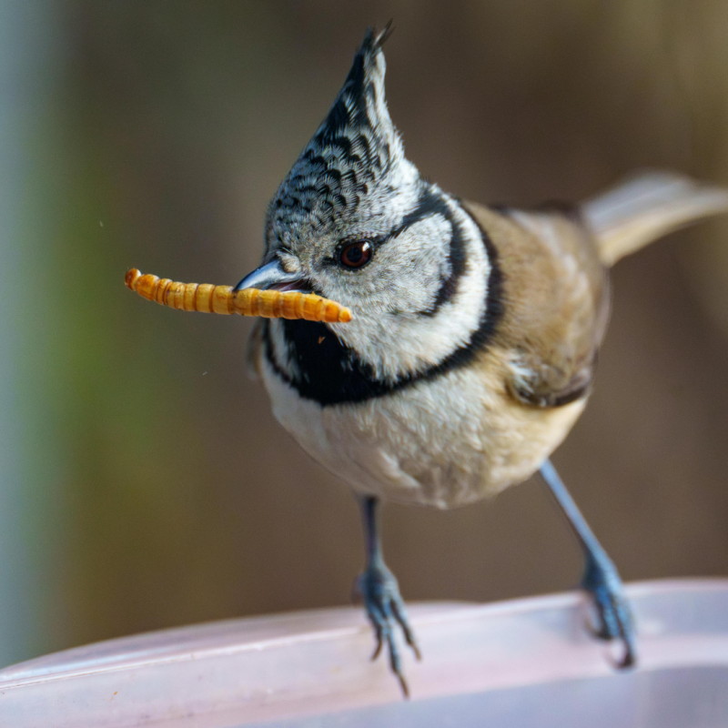 Mouční červi: Proč by jim žádný chov neměl odolat?