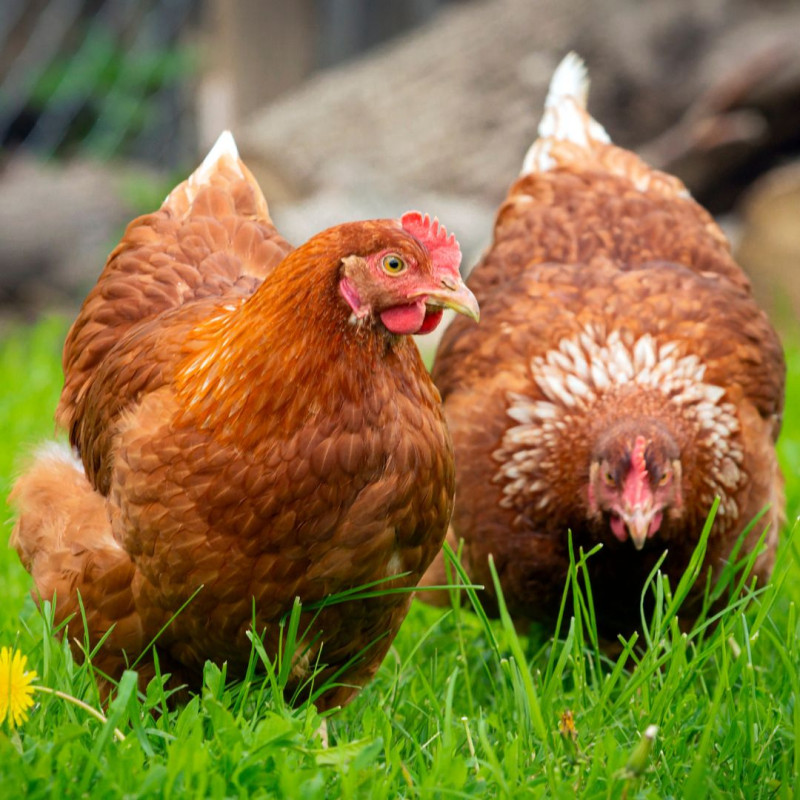 3 věci, které vám ušetří čas při chovu slepiček!