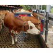 Drbadlo pro skot Euro Farm s pružinou