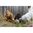 Klovací koule pro slepice - 6 ks (3kg)