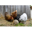 Klovací koule pro slepice - 6 ks (3kg)