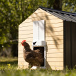 Automatická dvířka kurníku RUN-CHICKEN T50 / více barev