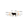 Síť pro elektrické ohradníky na ovce Ovinet 108 cm, 50 m, oranžová  