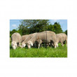 Síť pro elektrické ohradníky na ovce Ovinet 90 cm, 50 m, 2 hroty, zelená  