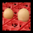 Líheň kuřat COVINA SUPER ET49 (EGG TECH), digitální automatická, s dolíhní  