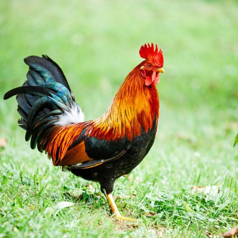 Co dělat s agresivním kohoutem?