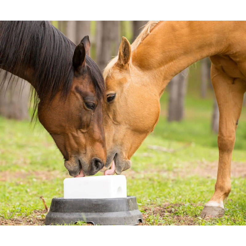Proč je pro koně důležitý liz a jaké druhy lizu existují?