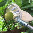 Teleskopický sběrač ovoce