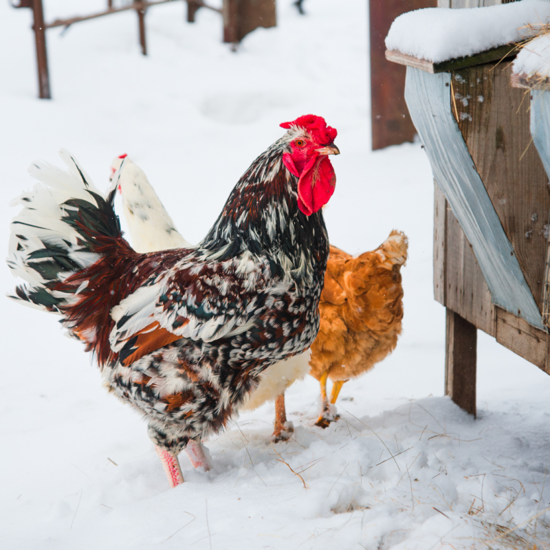 Jak zabránit zamrzání napáječky v zimě: návod pro každého chovatele