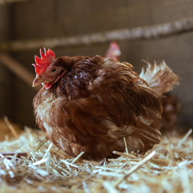 Druhy podestýlek – jakou vybrat?