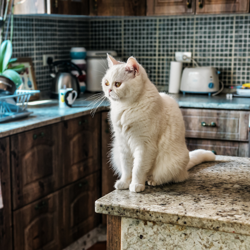 Jak odnaučit kočku skákat na zakázaná místa?