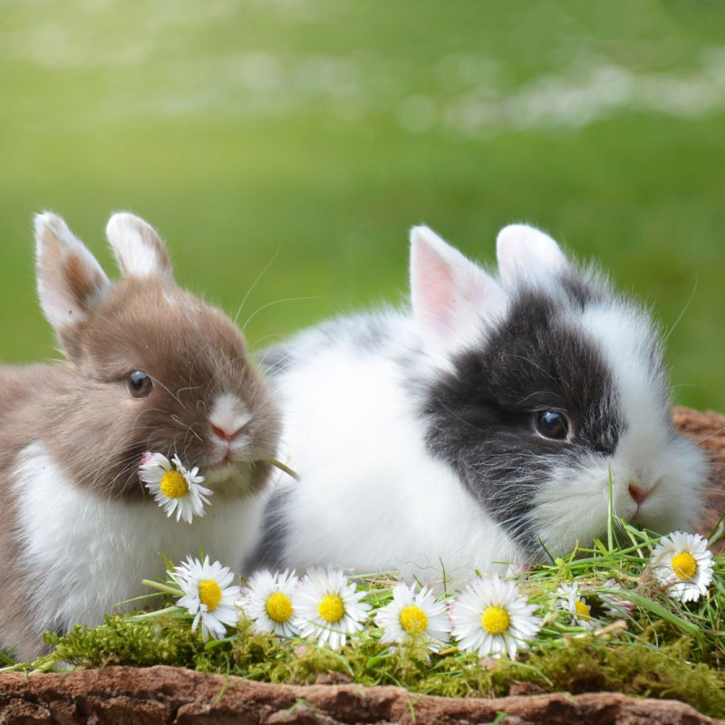 Co je to cékotrofie?