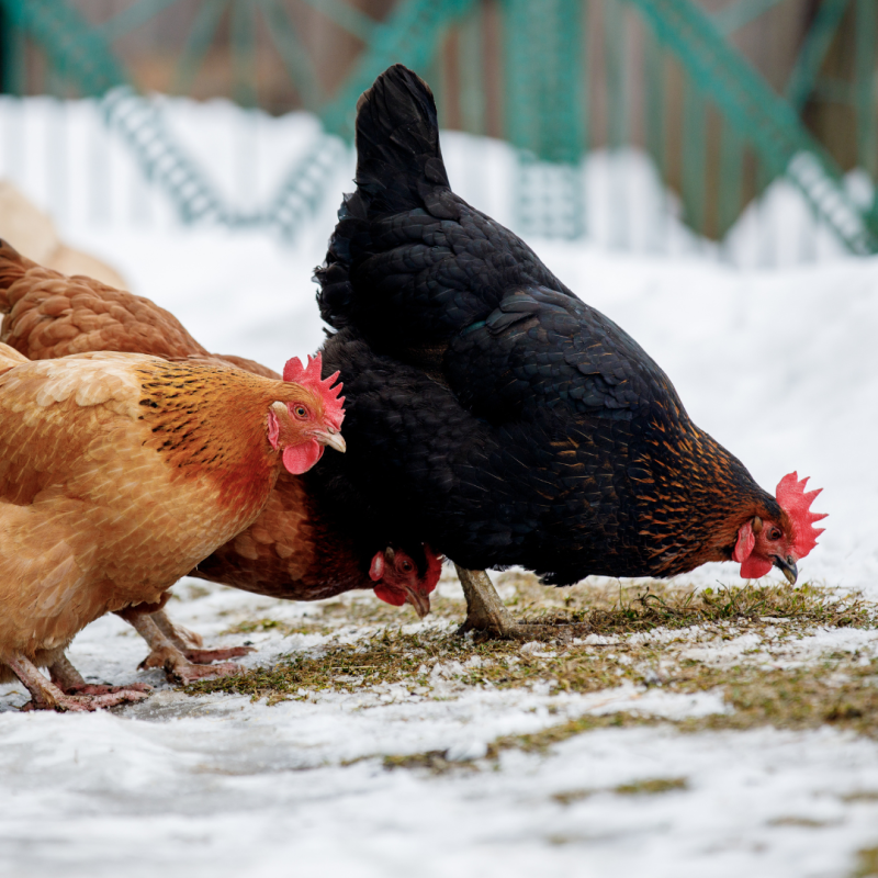 Jak chovat slepice v zimě? 