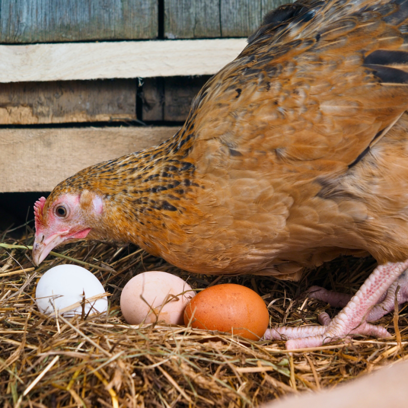 Je nutné sledovat užitkovost u drůbeže?