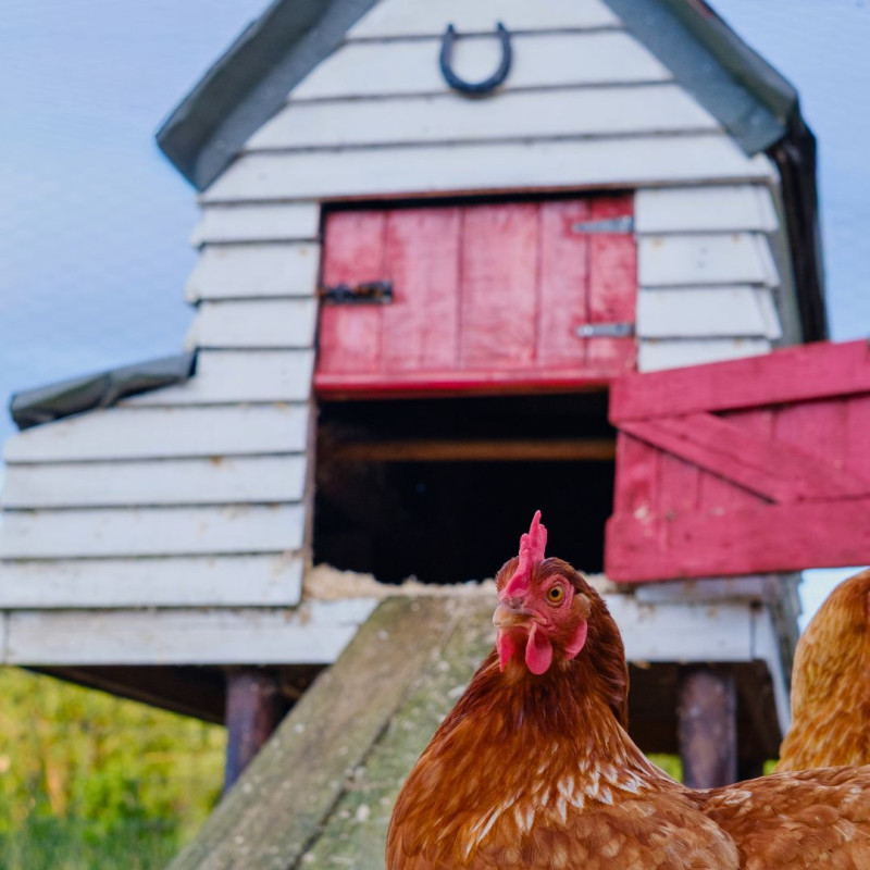 Jak v kurníku řešit vlhkost?