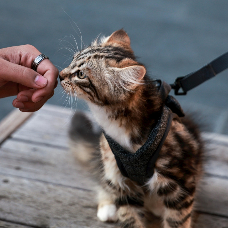 Jak naučit kočku chodit na vodítku?