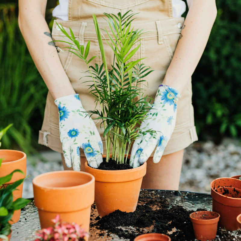 Rostliny vhodné pro začínající zahradníky